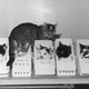 Illustration for article titled Strange Historic Photos Of Intelligent Animals